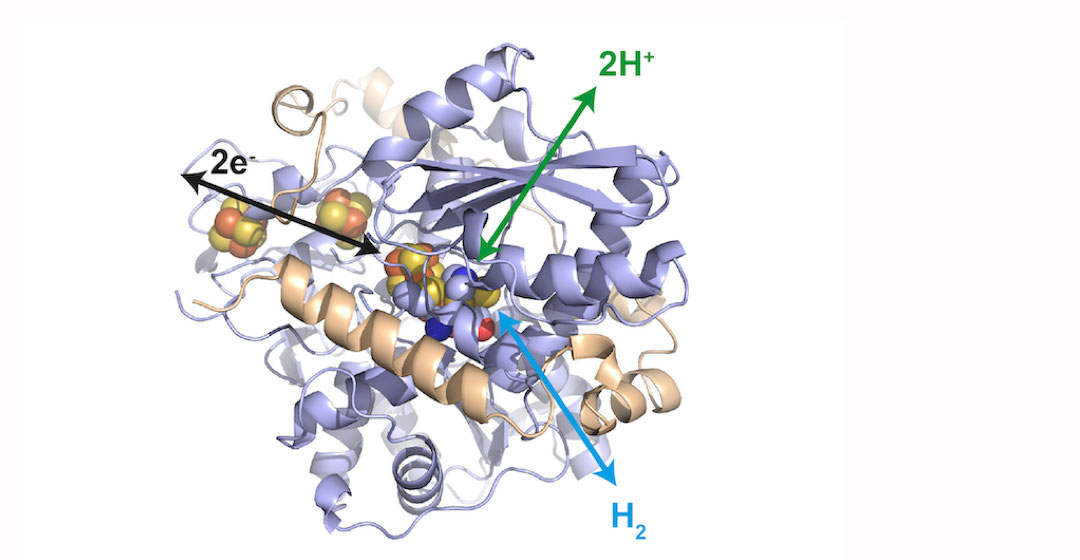 Enzyme: Konkurrenz für Platin-Katalysatoren bei der Wasserstoff- und Stromproduktion