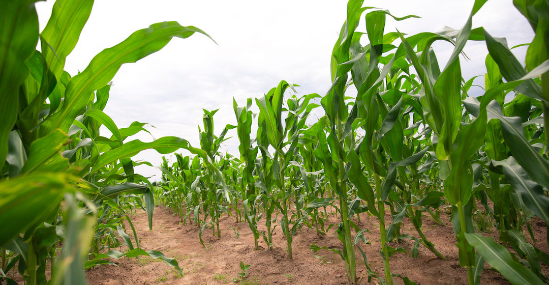 OCP Group will mehr grünes Ammoniak statt Phosphat  für Düngemittelproduktion nutzen