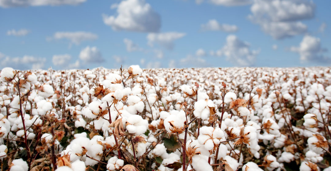 Grünes Ammoniak und Dünger für Baumwollplantage in Australien