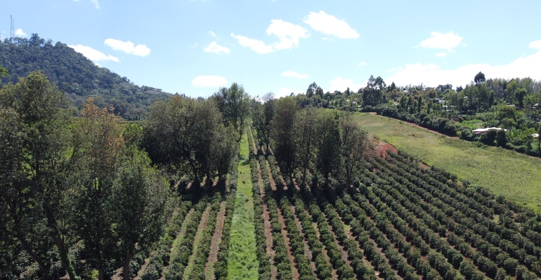 Kaffeeplantage in Kenia produziert mit grünem Wasserstoff Dünger für den Eigenverbrauch