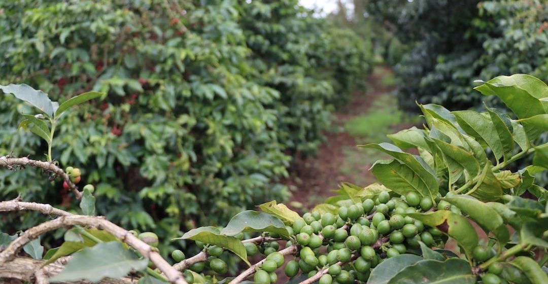Start für Wasserstoffprojekt auf der Nyeri Hill Farm in Kenia